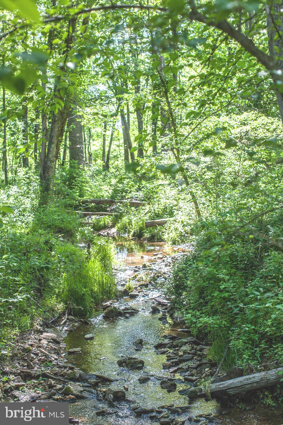 7316 Old Carters Mill Road The Plains, VA 20198 - Photo 8 of 9 a close up of a tree in a garden