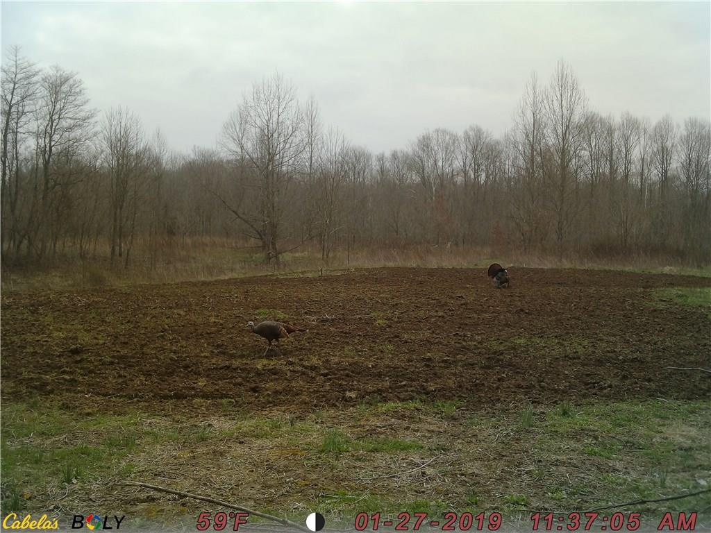 0 Shingle Mill Road Bloomfield, IN 47424 - Photo 5 of 10