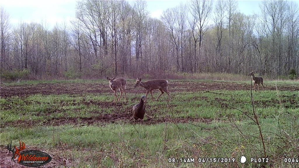 0 Shingle Mill Road Bloomfield, IN 47424 - Photo 10 of 10
