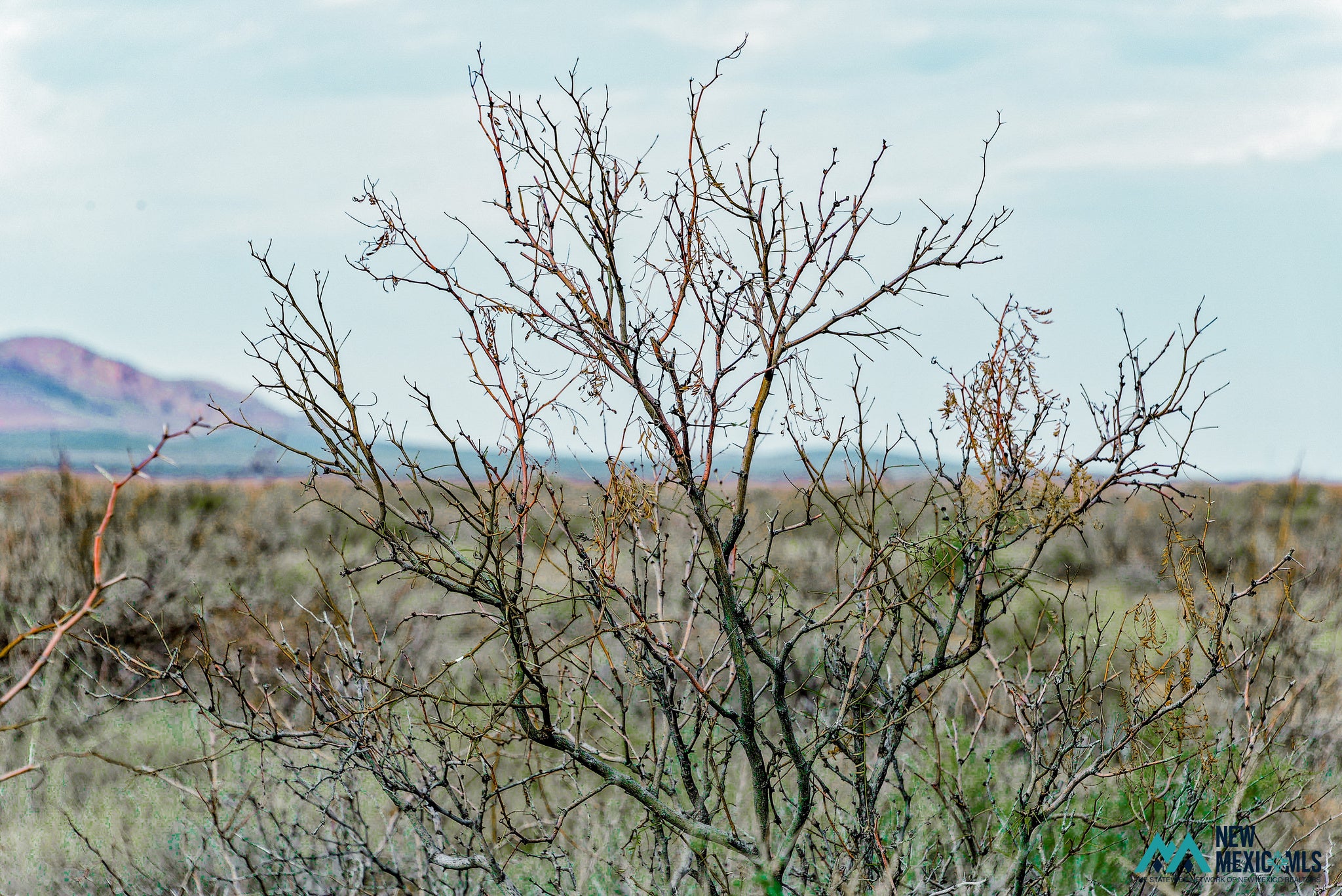 6 Monte Vista Road Southwest Deming, NM 88030 - Photo 10 of 25 Gallery Image 10