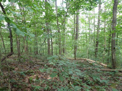 0 Stone Rdg Road, Unit 62 Pikeville, TN 37367 - Photo 7 of 7 level-spots-for-homestead-pikeville-bled