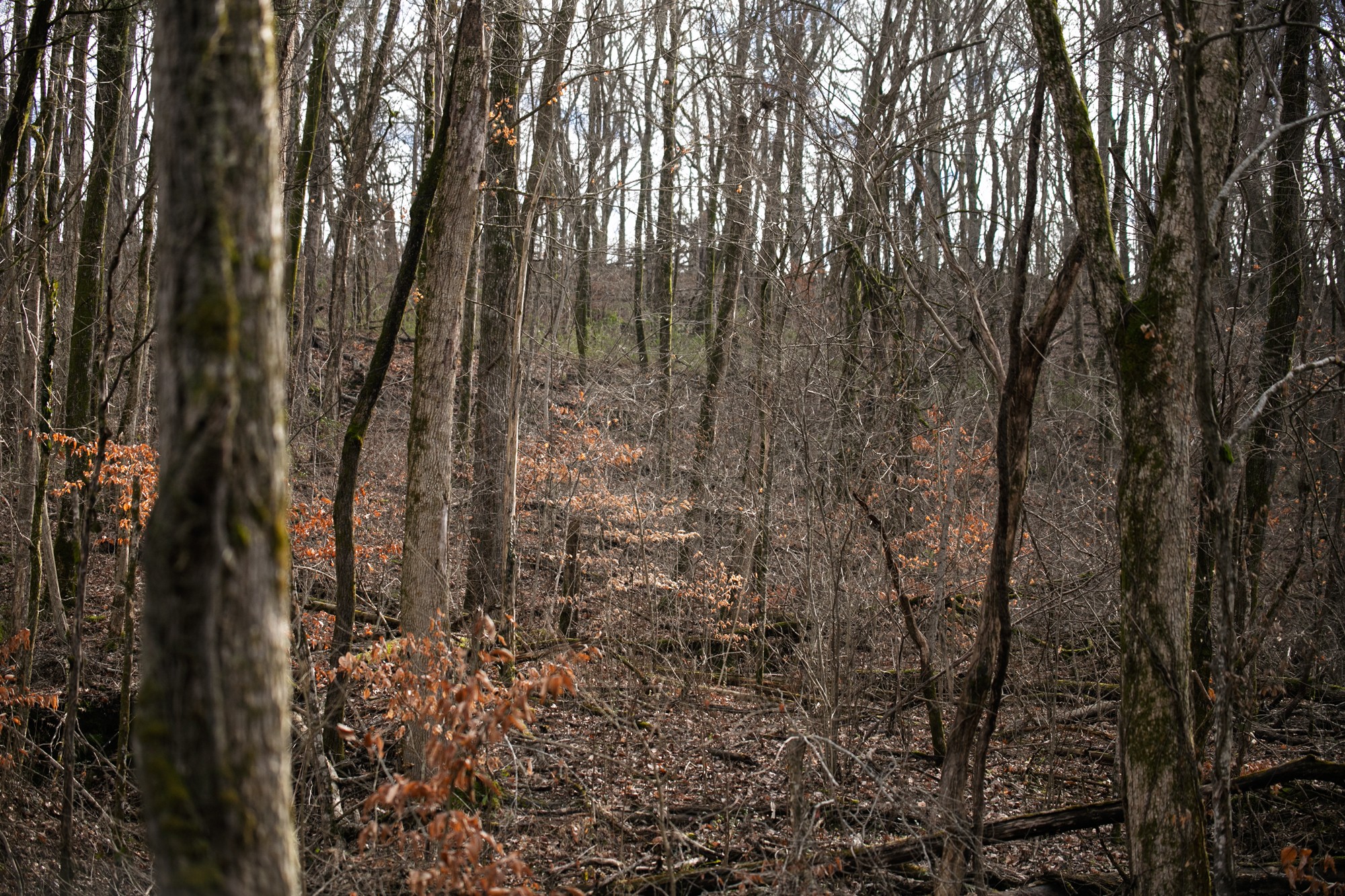680 Morrell Road Pulaski, TN 38478 - Photo 67 of 71 Gallery Image 67