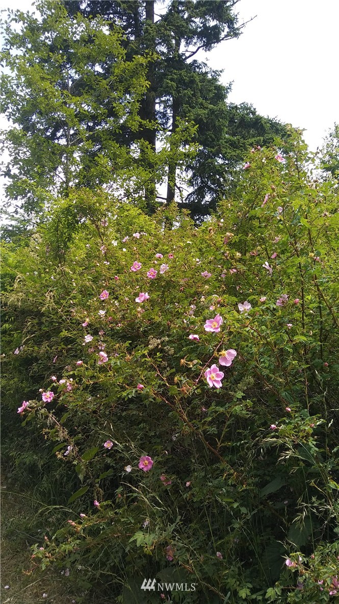 252 A Fieldstone Road Friday Harbor, WA 98250 - Photo 20 of 25 Gallery Image 20