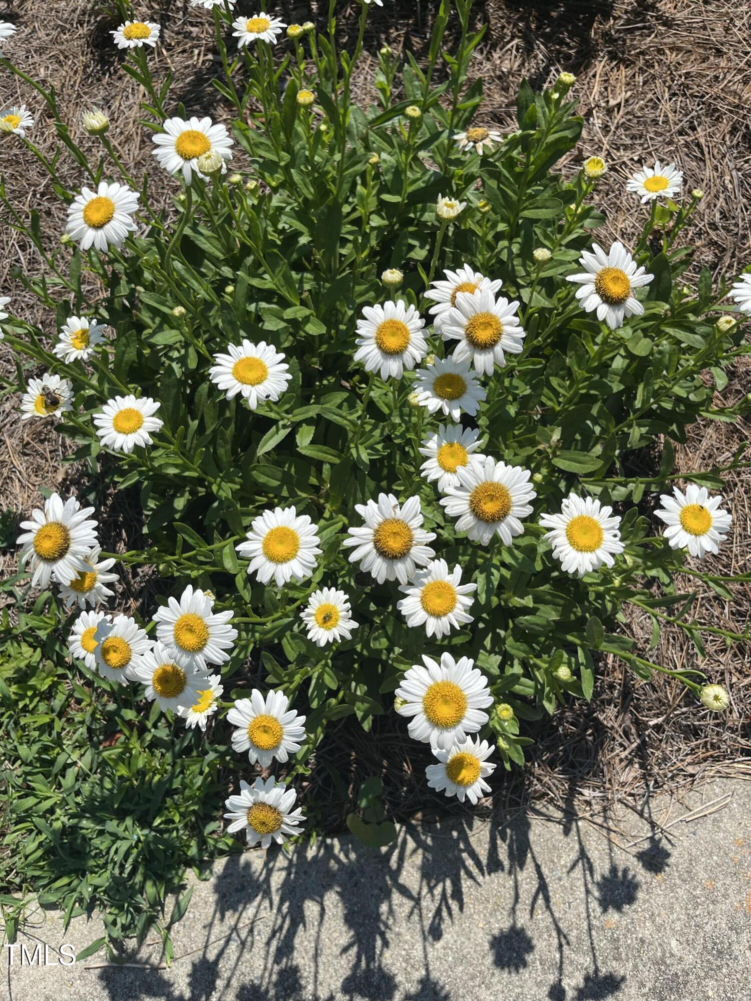 115 Omega Road Durham, NC 27712 - Photo 42 of 46 Omega- flowers 2