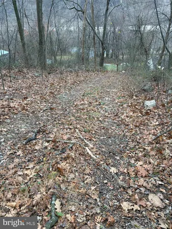 a view of backyard with trees