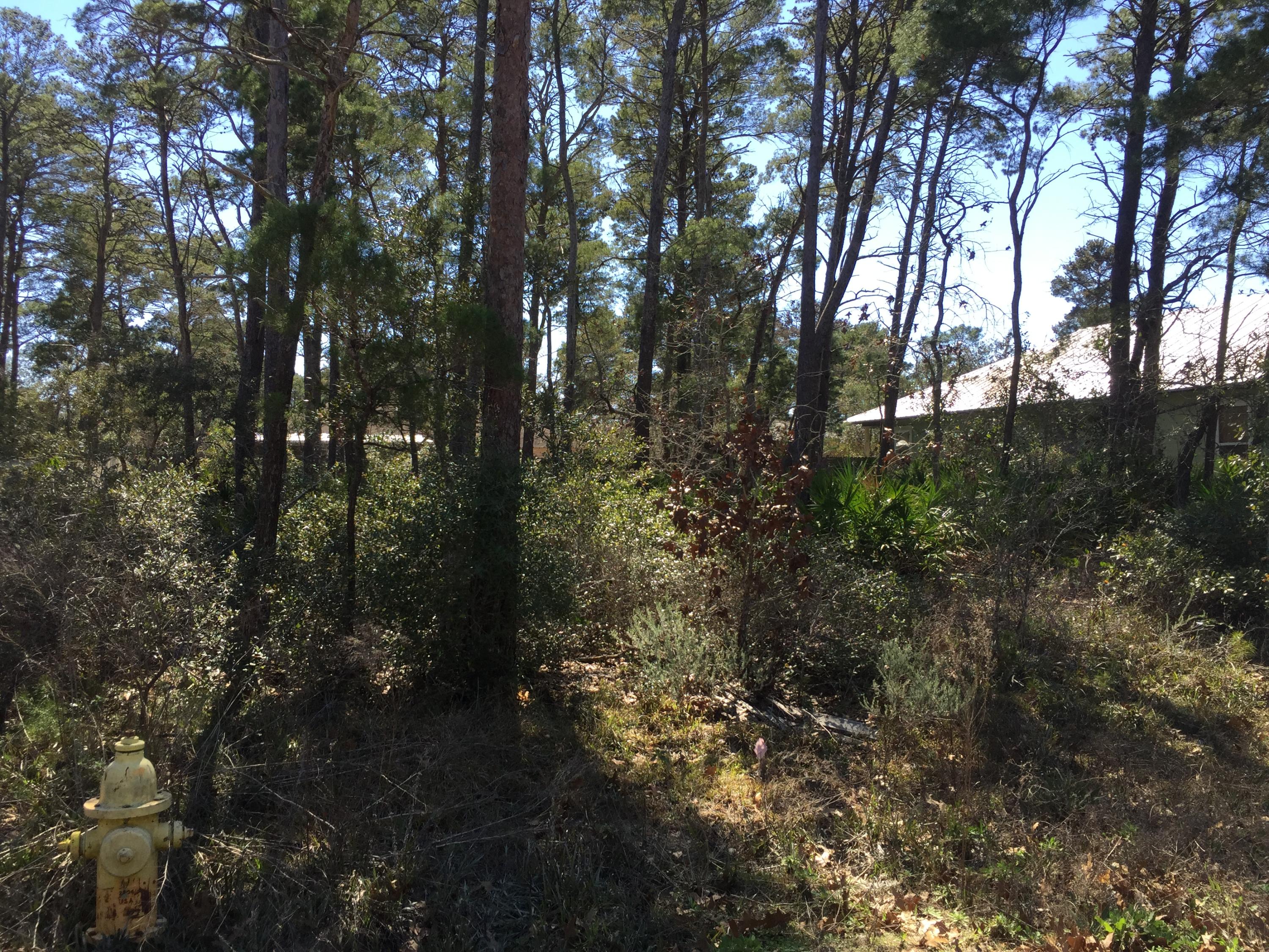Lot 3 Walnut Street Santa Rosa Beach, FL 32459 - Photo 3 of 6 a view of a forest with lots of trees