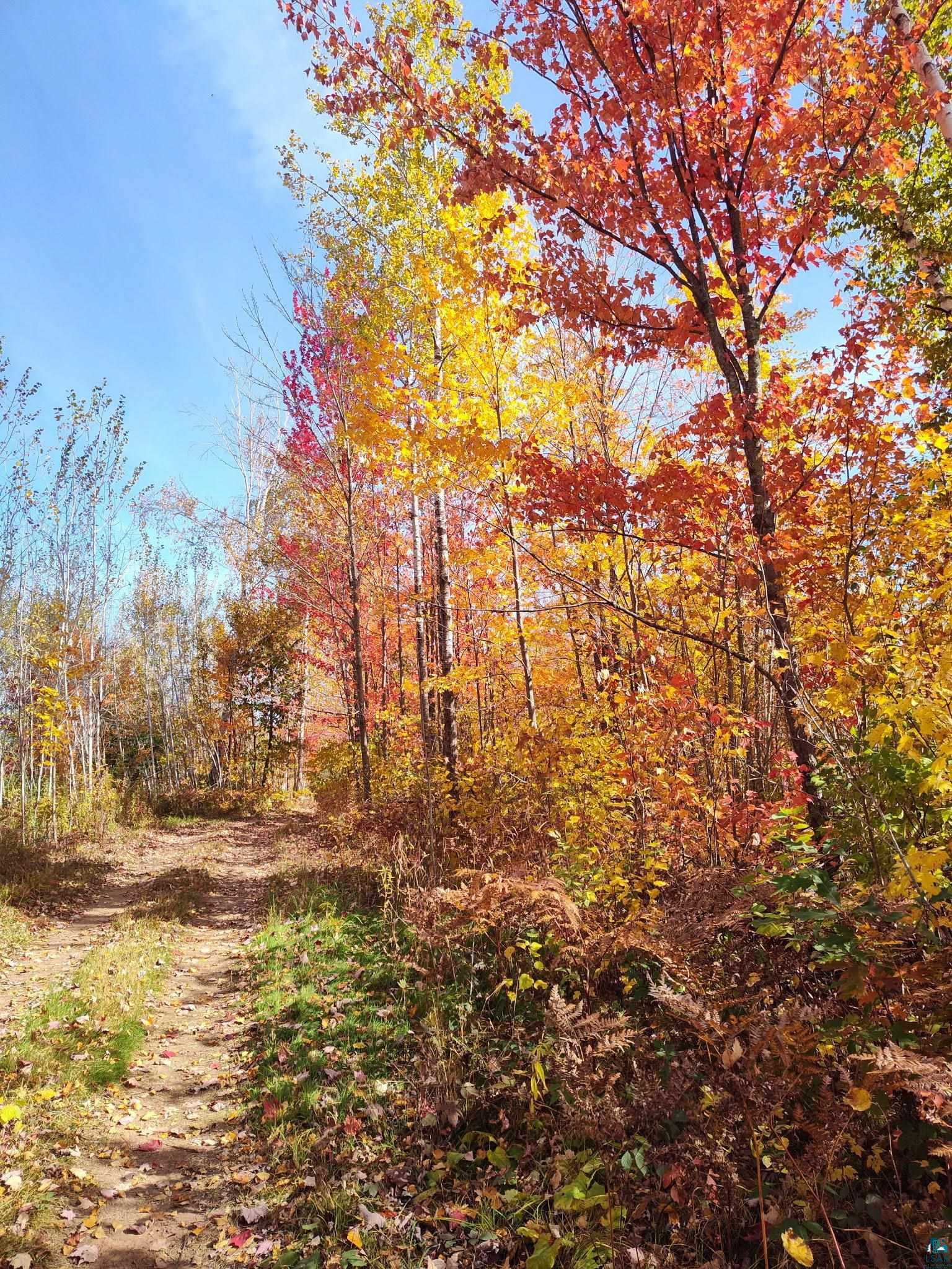 37590 Degerstrom Road Askov, MN 55704 - Photo 49 of 53 Wooded property featuring a natural dirt path, mature trees with vibrant fall foliage, and diverse undergrowth
