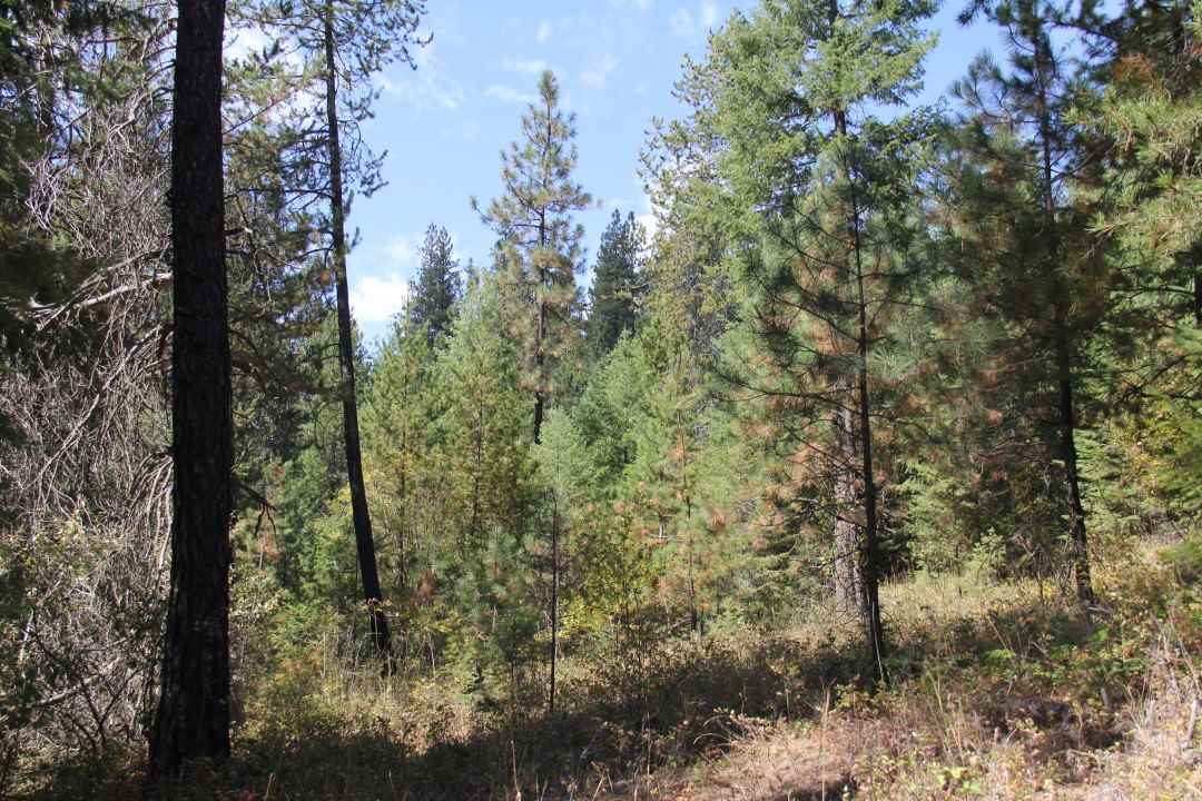4235 Springdale-Hunters Road Springdale, WA 99173 - Photo 17 of 20