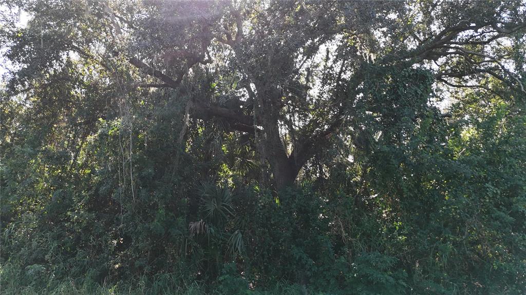 29359 Nottingham Road Punta Gorda, FL 33982 - Photo 12 of 20 a view of forest