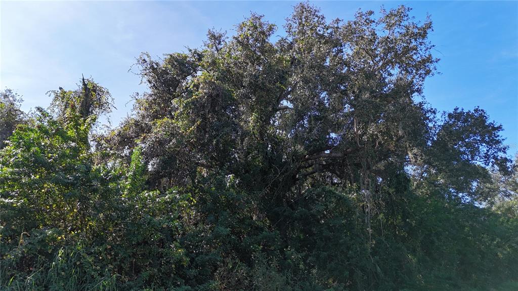 29359 Nottingham Road Punta Gorda, FL 33982 - Photo 17 of 20 a view of a tree