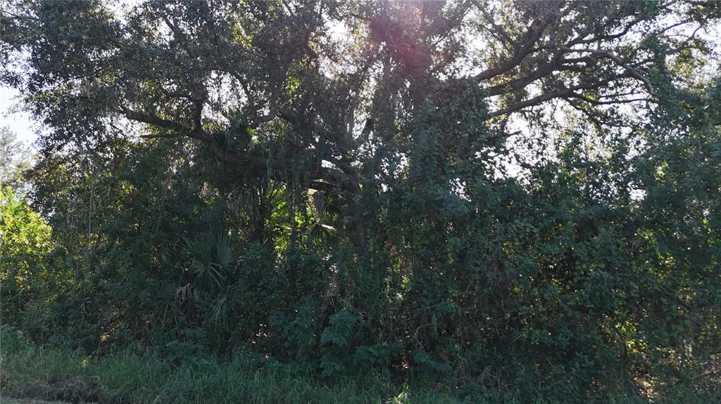 29359 Nottingham Road Punta Gorda, FL 33982 - Photo 8 of 20 a view of forest