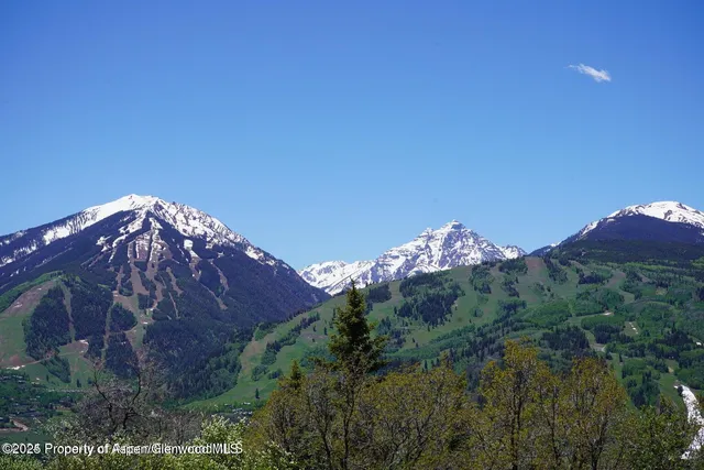 a view of a big yard with a large tree