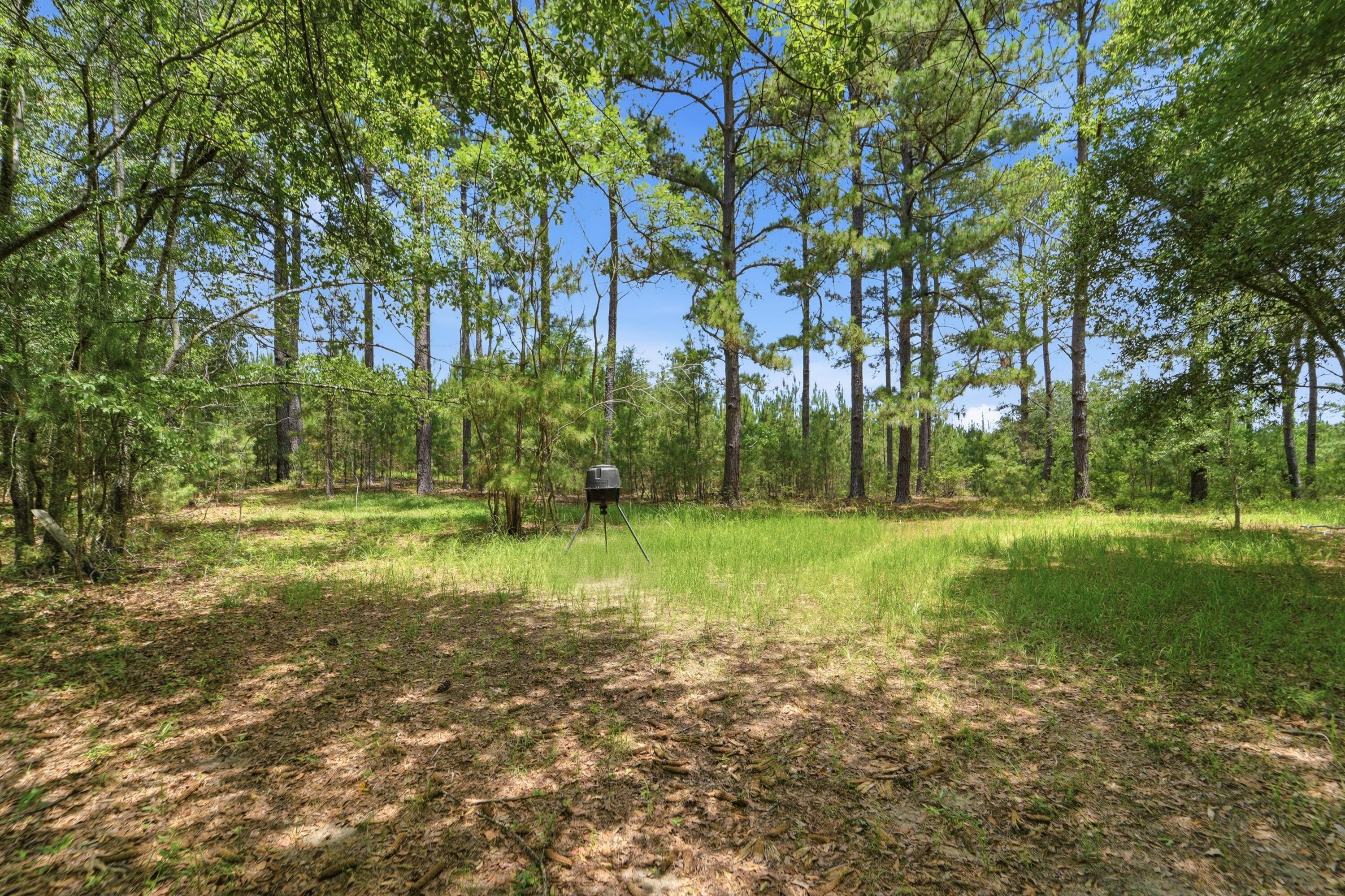 1530 Catfish Lane Manning, SC 29102 - Photo 29 of 37 wooded lot
