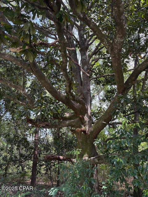 4600 Pine Grove Church Road Quincy, FL 32351 - Photo 12 of 59