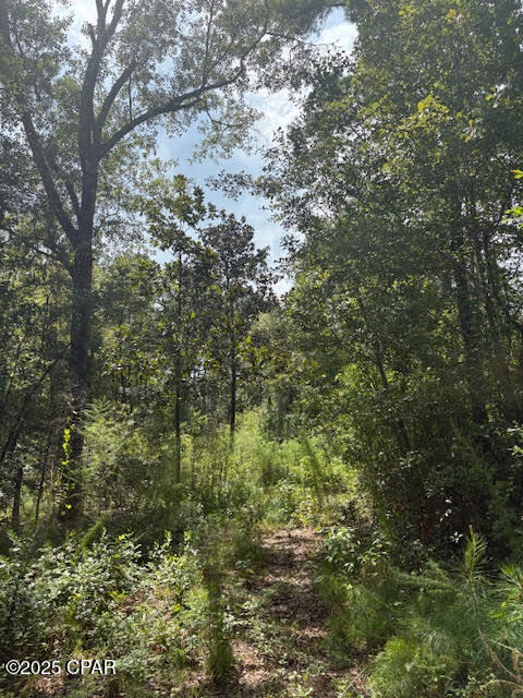 4600 Pine Grove Church Road Quincy, FL 32351 - Photo 35 of 59