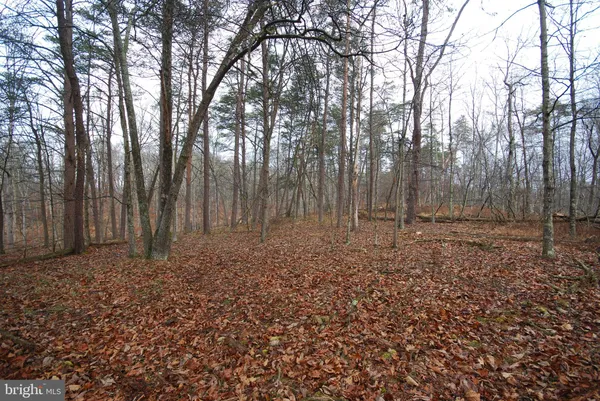 a view of a yard with large trees