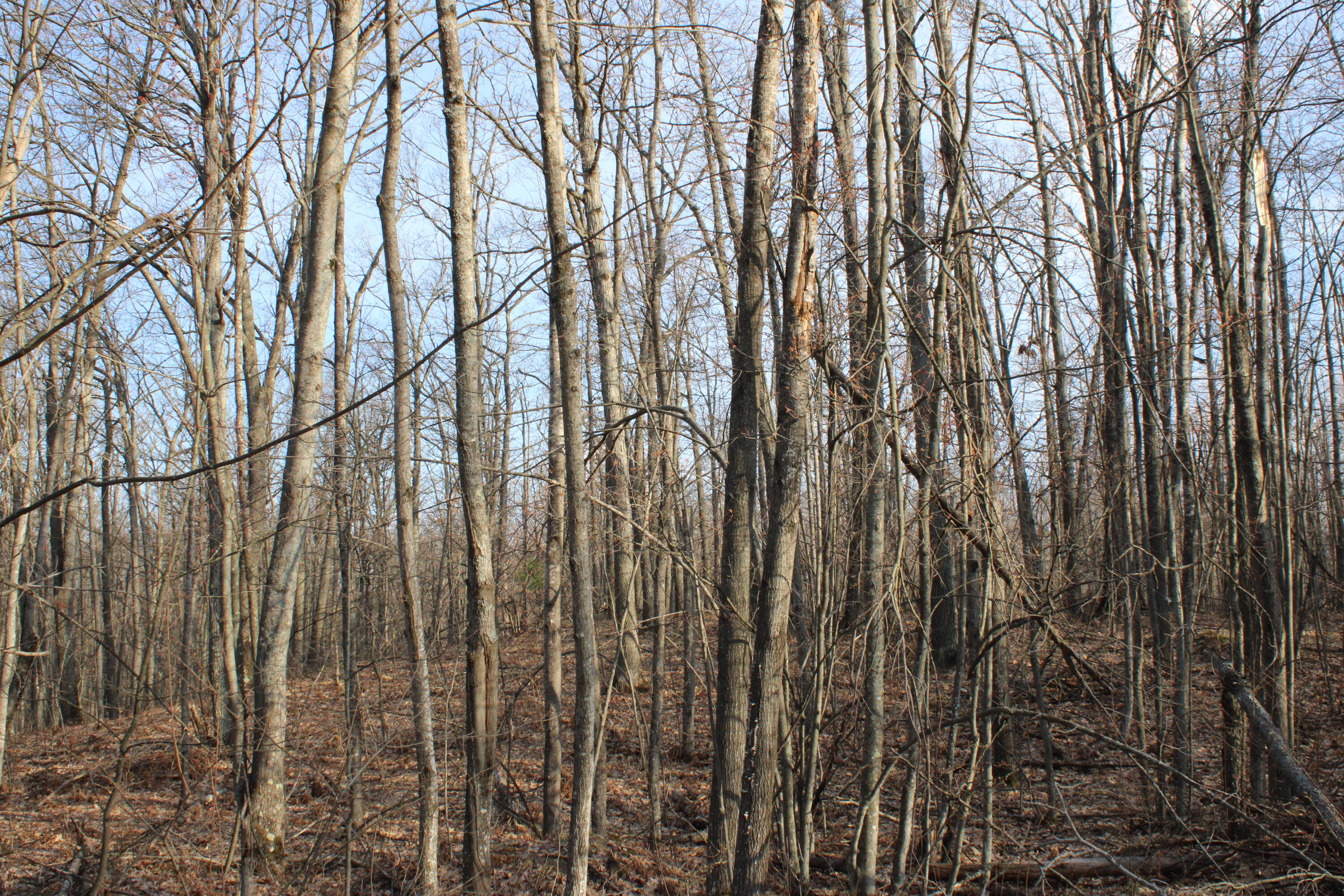 1 Hardy Grade Road Curran, MI 48728 - Photo 12 of 18 IMG_7839