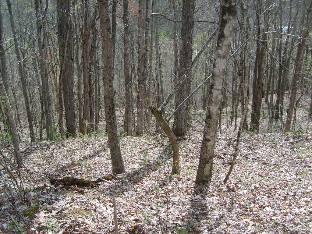 Buckeye Road Renick, WV 24966 - Photo 8 of 16 Gallery Image 8