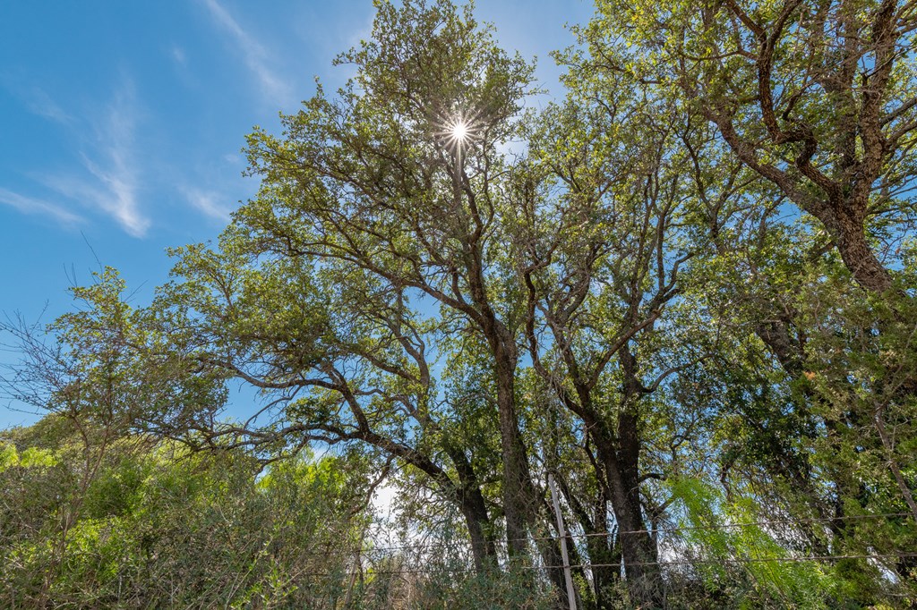 9 Ranch Road 385, Unit 9 London, TX 76854 - Photo 13 of 21 a picture of tree