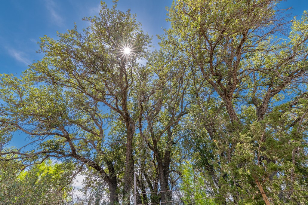 9 Ranch Road 385, Unit 9 London, TX 76854 - Photo 14 of 21 a picture of tree