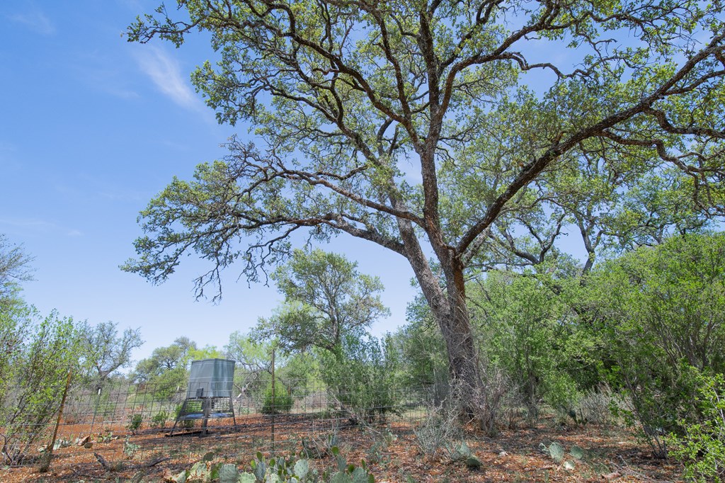 9 Ranch Road 385, Unit 9 London, TX 76854 - Photo 2 of 21 a picture of trees