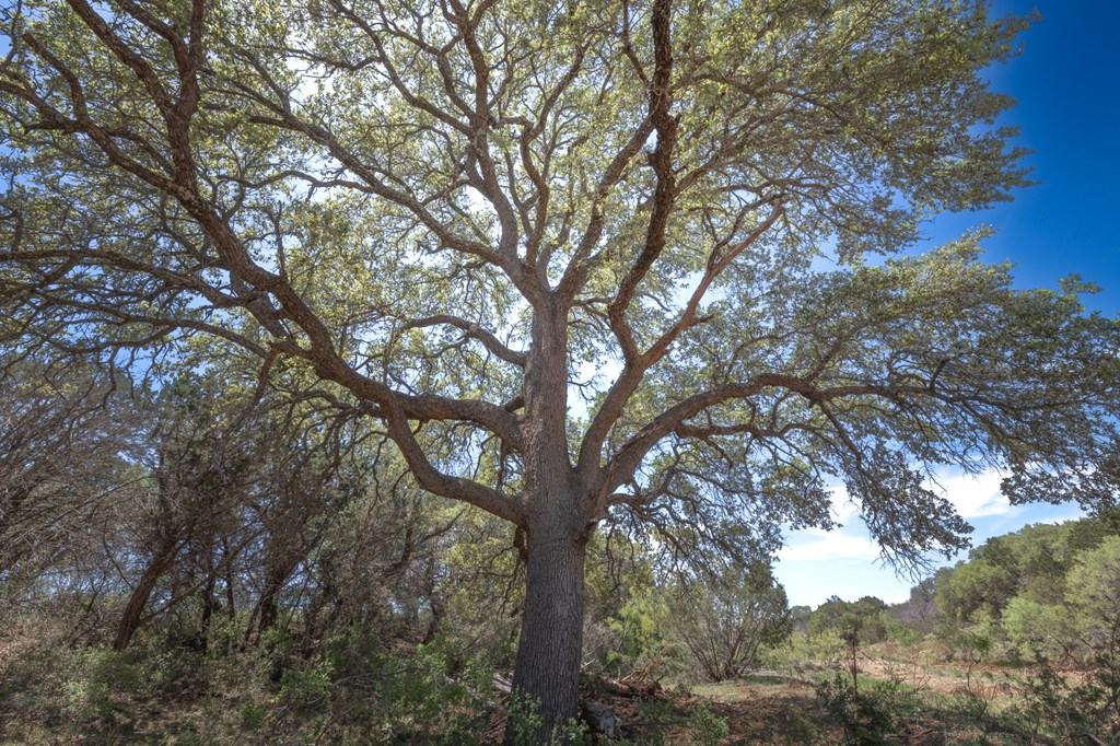 9 Ranch Road 385, Unit 9 London, TX 76854 - Photo 3 of 21 a view of tree