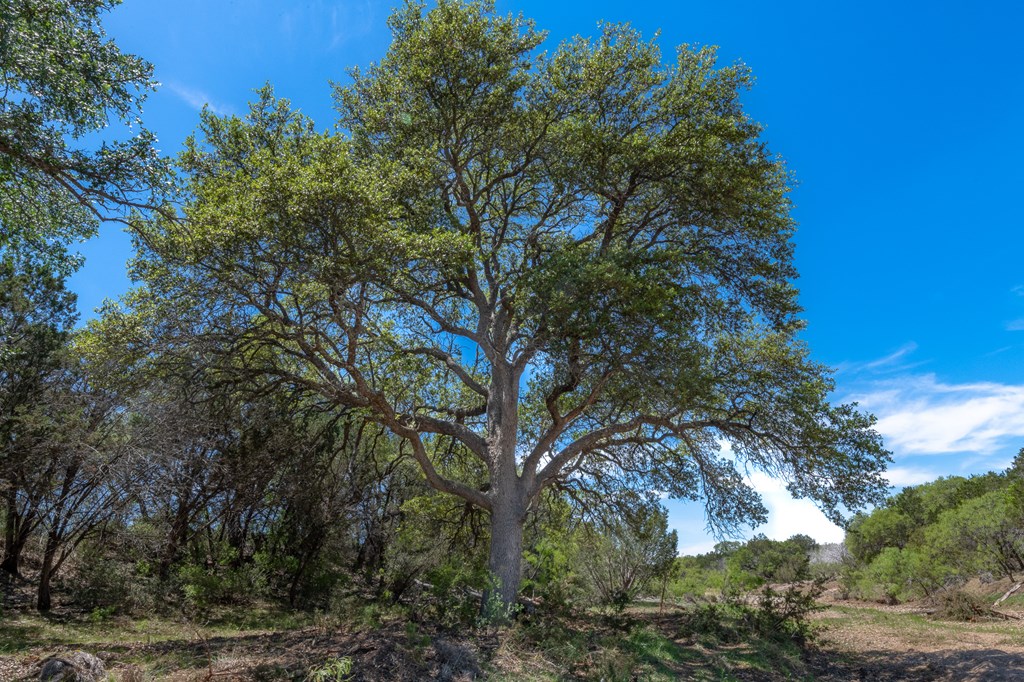 9 Ranch Road 385, Unit 9 London, TX 76854 - Photo 4 of 21 a view of a tree in a yard