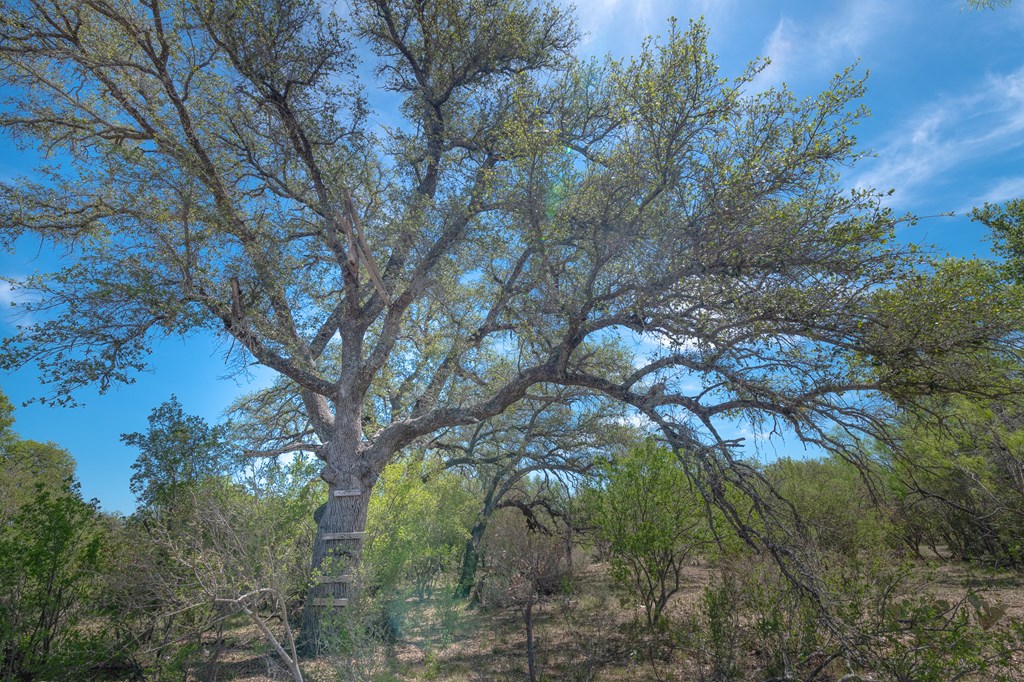 9 Ranch Road 385, Unit 9 London, TX 76854 - Photo 6 of 21 a view of tree