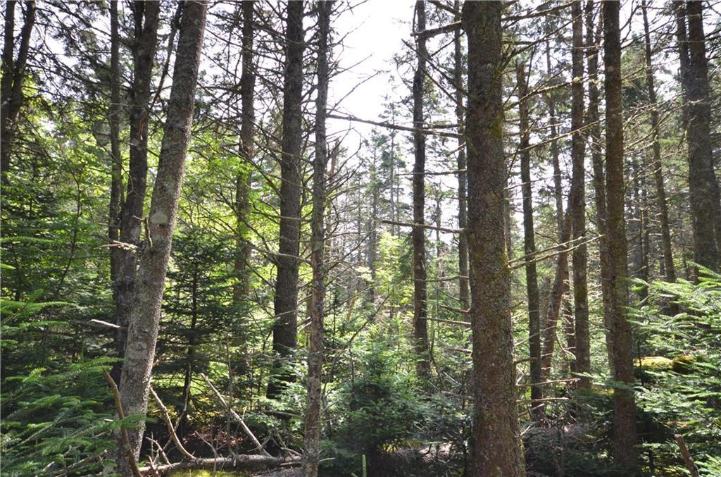 260 Little Machias Road Cutler, ME 04626 - Photo 12 of 20 Land