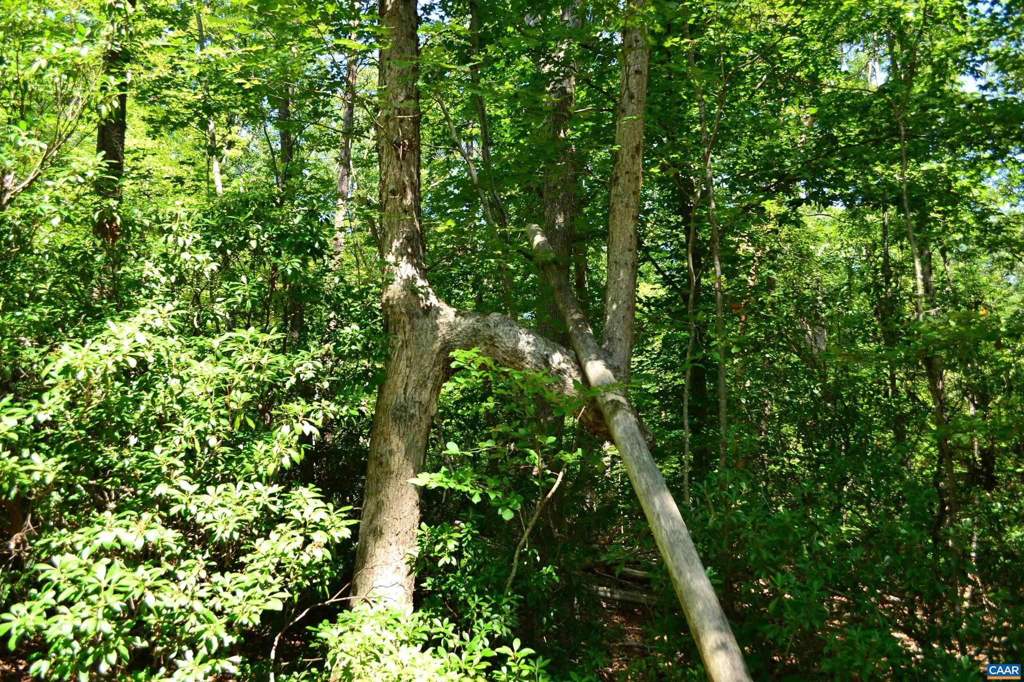 Tbd Damon Road, Unit 2 Schuyler, VA 22969 - Photo 4 of 14 Gallery Image 4