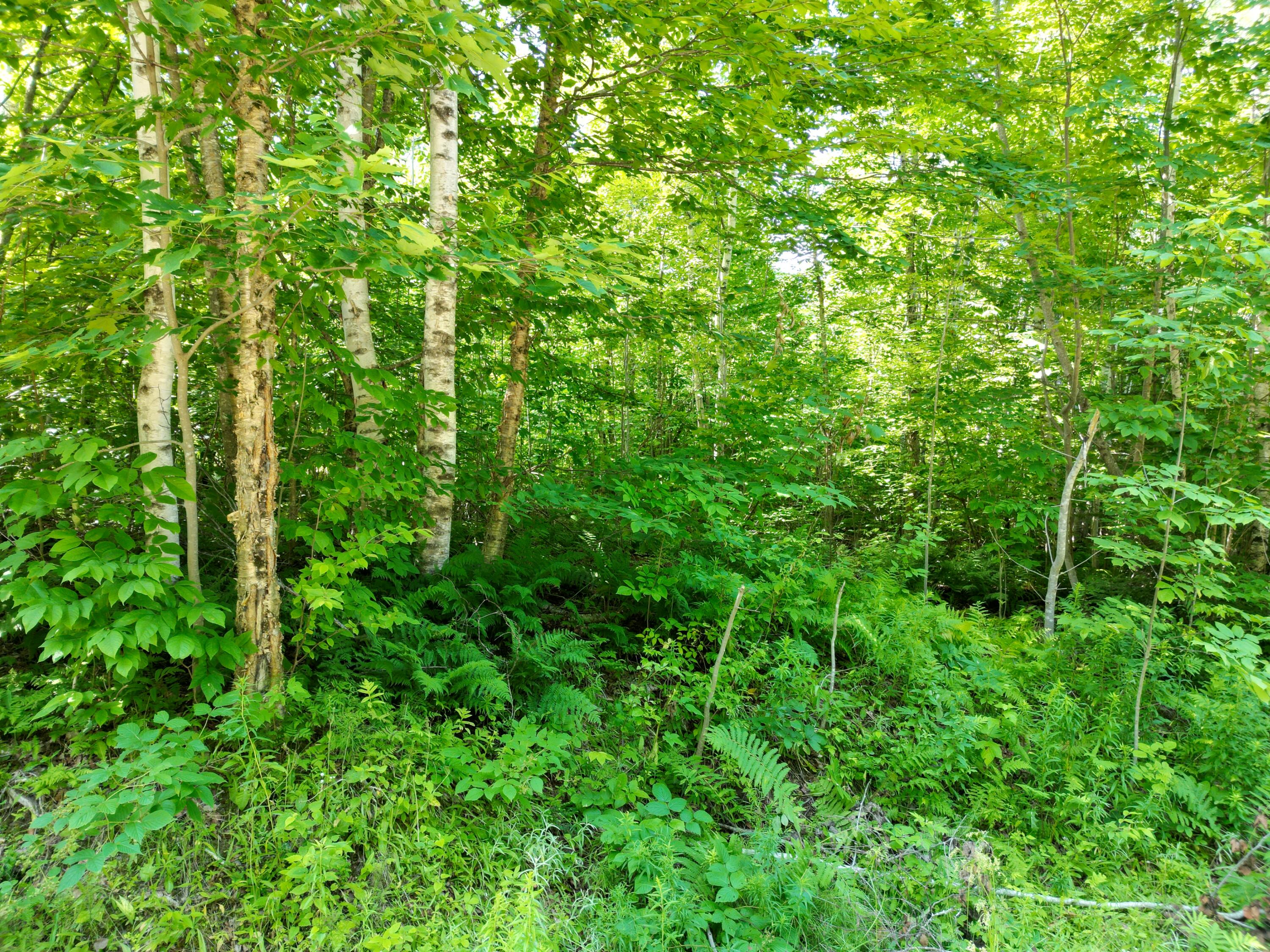 Lot 5 Moores Road Springfield, ME 04487 - Photo 3 of 18 DJI_0953