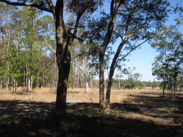 7E Chisolm Plantation (2)