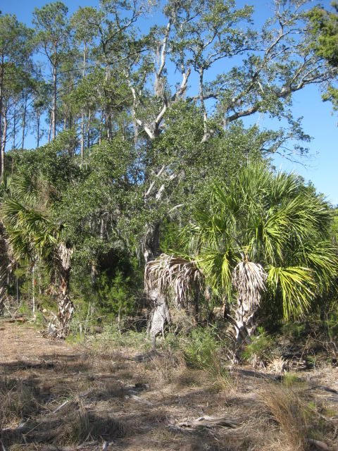 7 Chisolm Plantation Road Edisto Island, SC 29438 - Photo 11 of 16 7E Chisolm Plantation (11)
