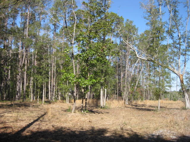 7E Chisolm Plantation (3)