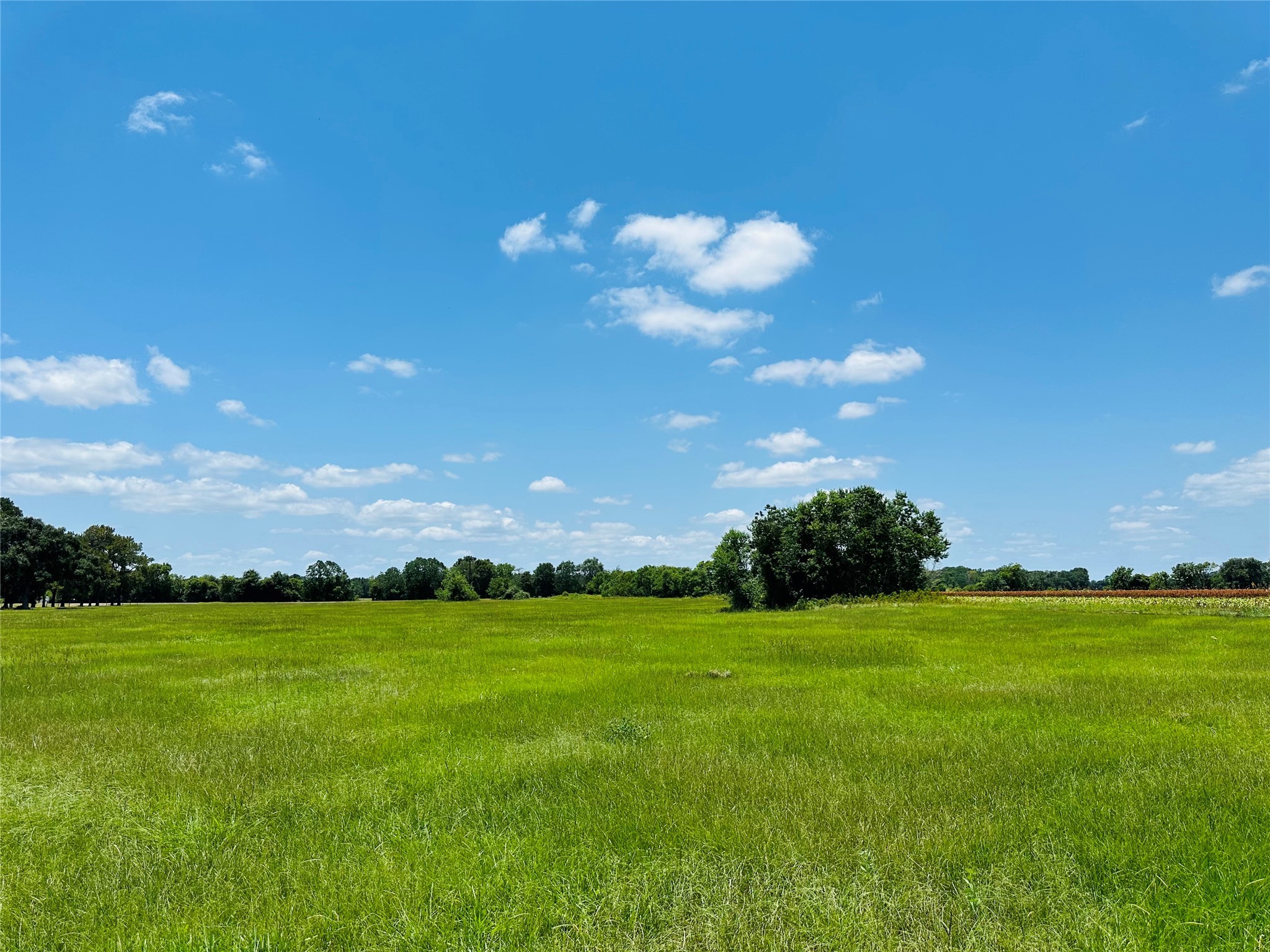 0 Davis Estate Road Needville, TX 77461 - Photo 13 of 22 a view of a big yard with plants and large trees