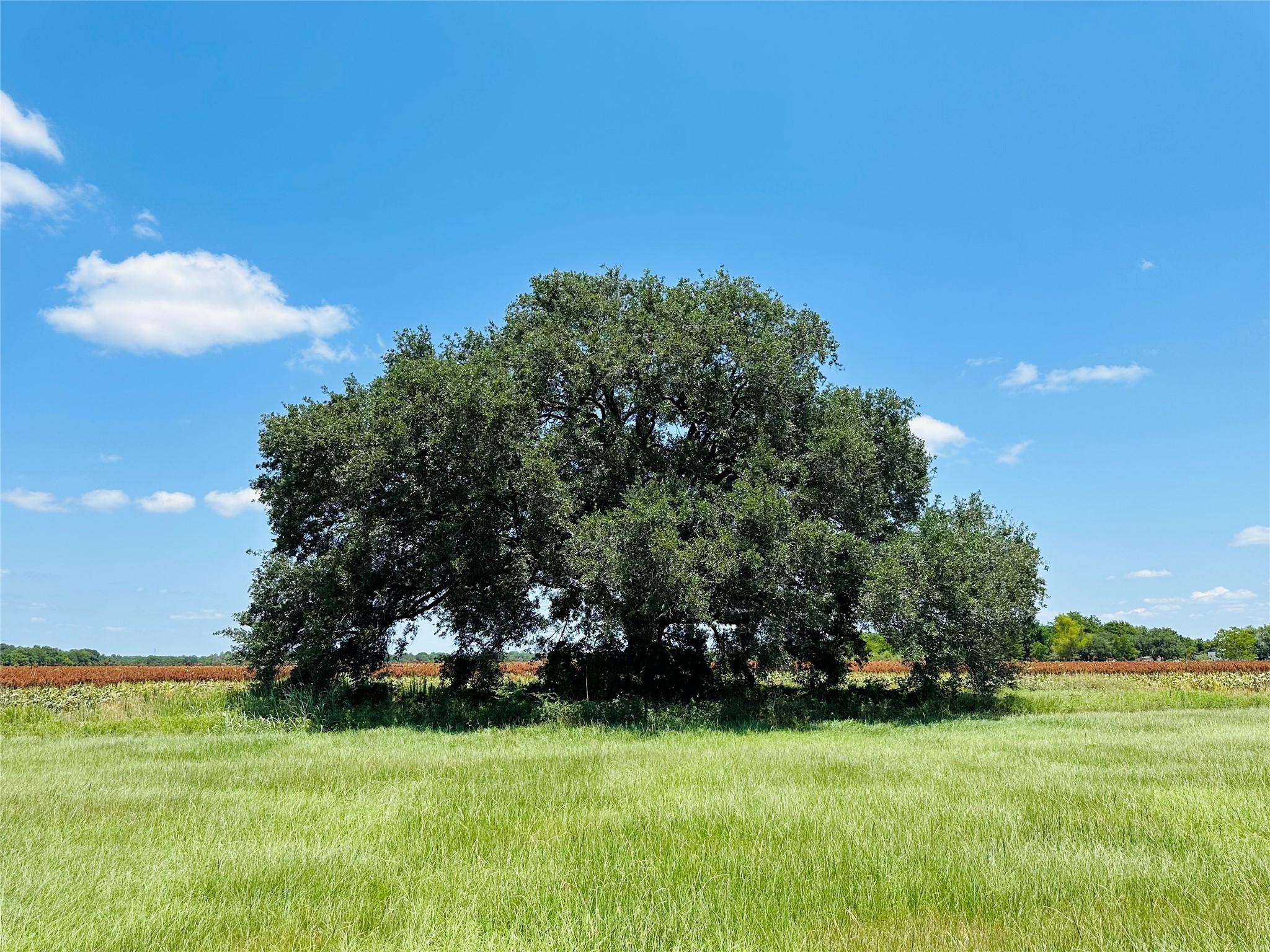 0 Davis Estate Road Needville, TX 77461 - Photo 14 of 22 a view of a grassy field with an trees