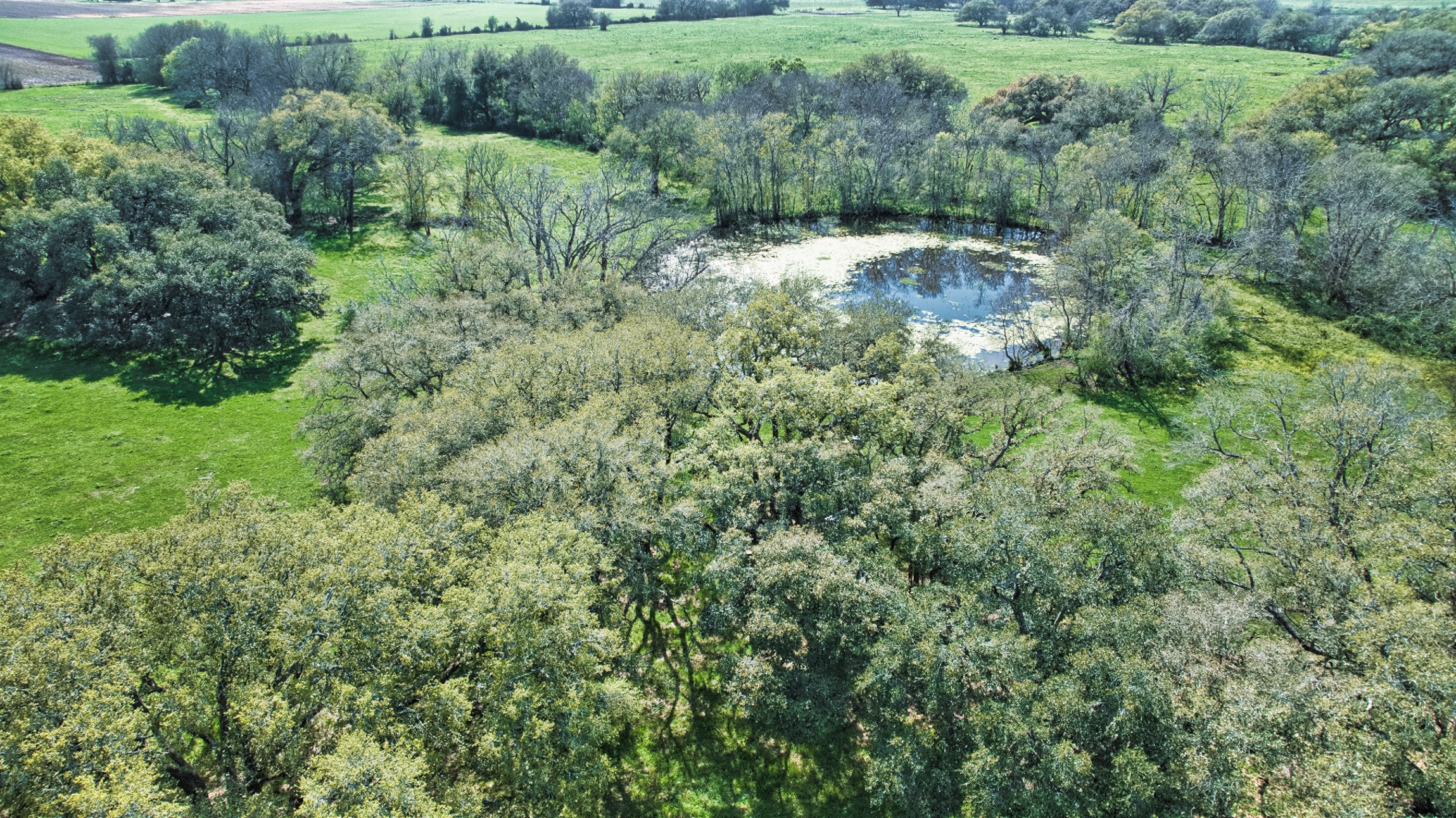 0 Davis Estate Road Needville, TX 77461 - Photo 15 of 22 a view of a forest with a street