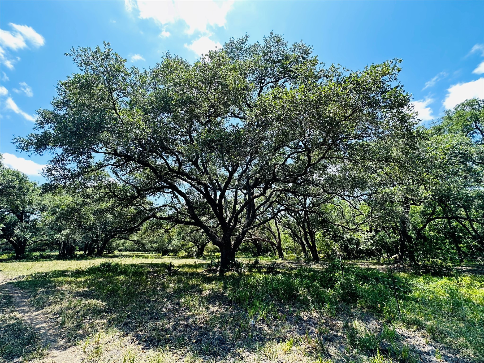 0 Davis Estate Road Needville, TX 77461 - Photo 18 of 22 a view of backyard with green space