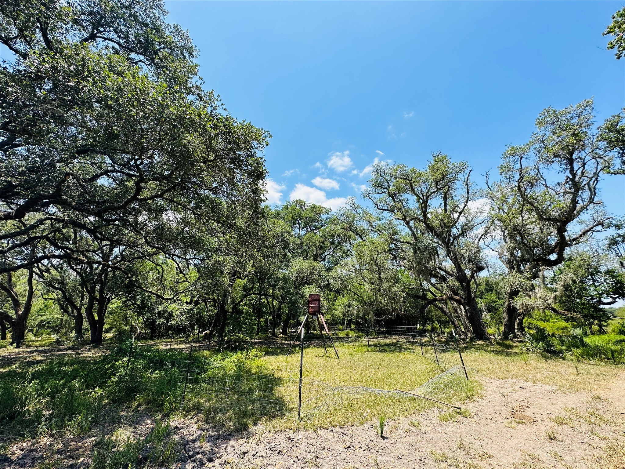 0 Davis Estate Road Needville, TX 77461 - Photo 19 of 22 a view of a yard with an trees