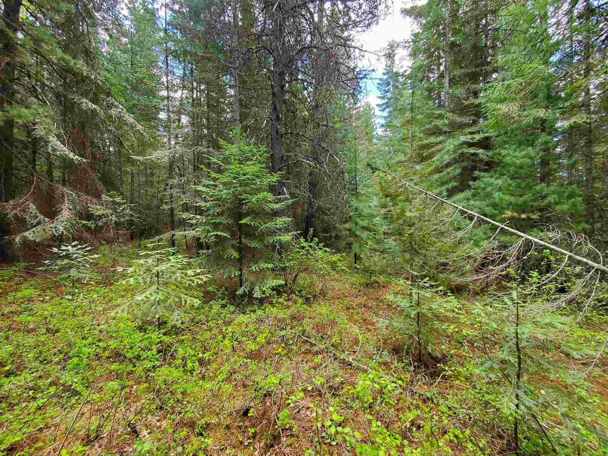Nkn Beaver Valley Road Newport, WA 99156 - Photo 15 of 24 Gallery Image 15