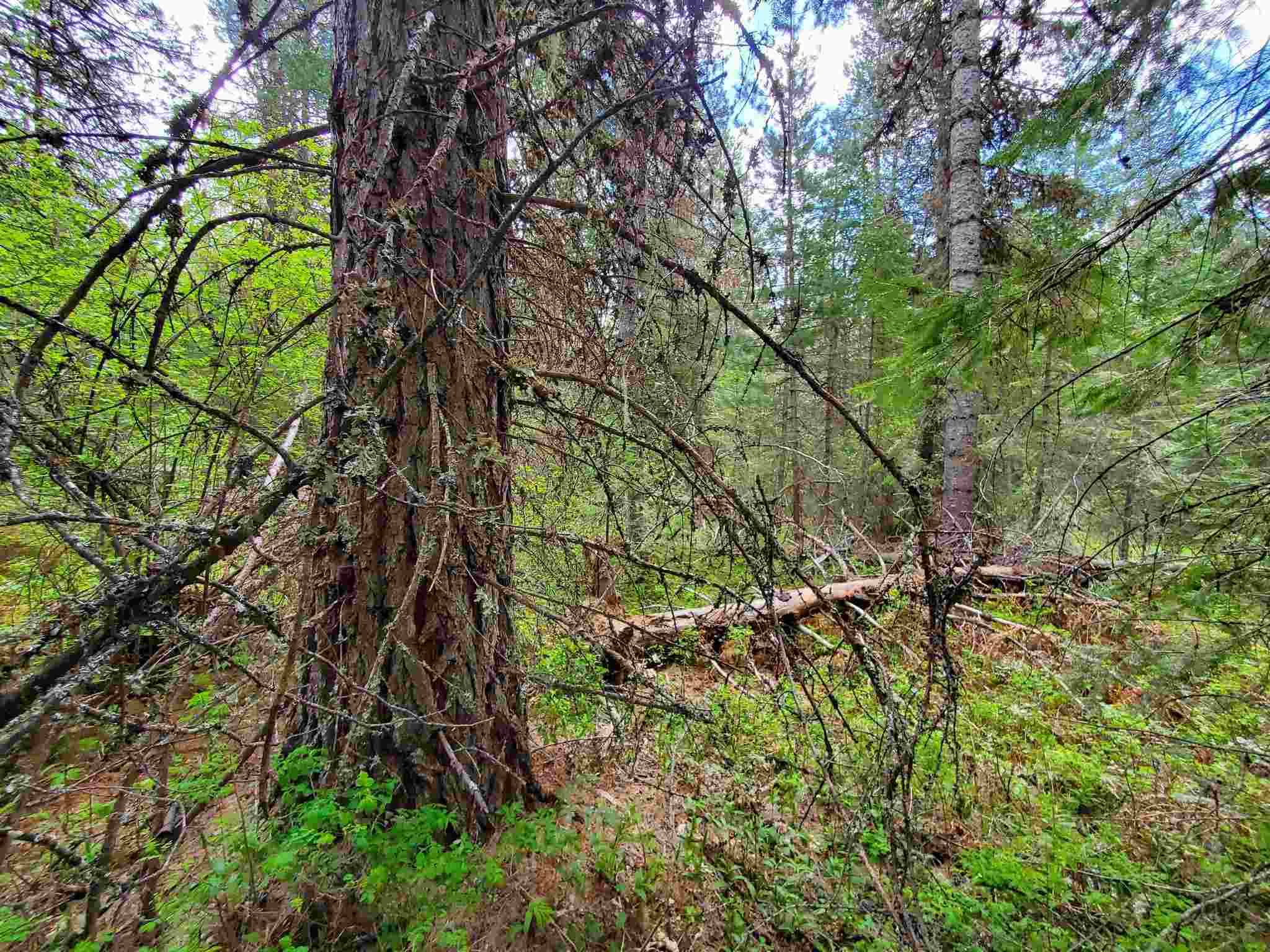 Nkn Beaver Valley Road Newport, WA 99156 - Photo 16 of 24 Gallery Image 16
