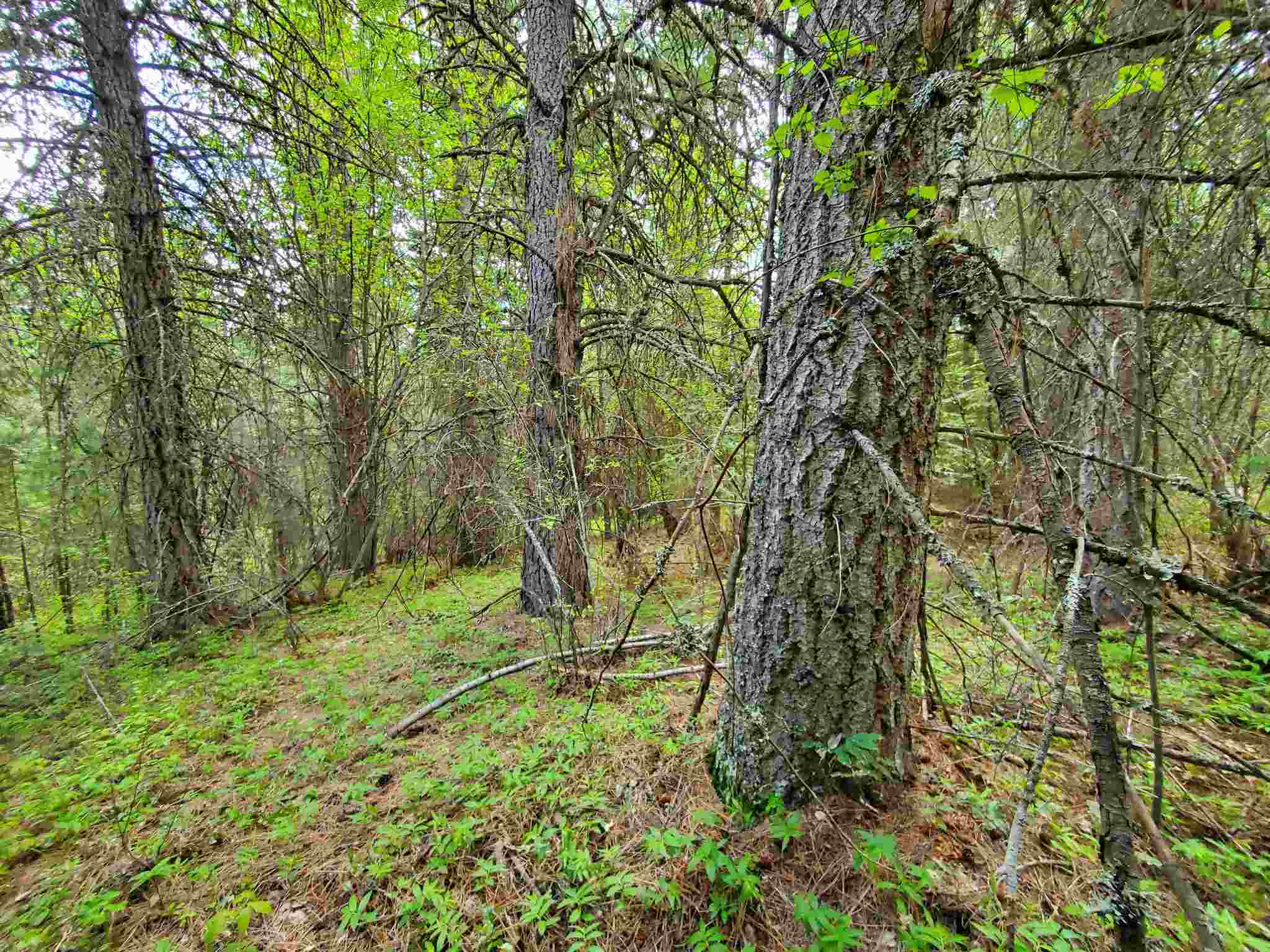 Nkn Beaver Valley Road Newport, WA 99156 - Photo 18 of 24 Gallery Image 18