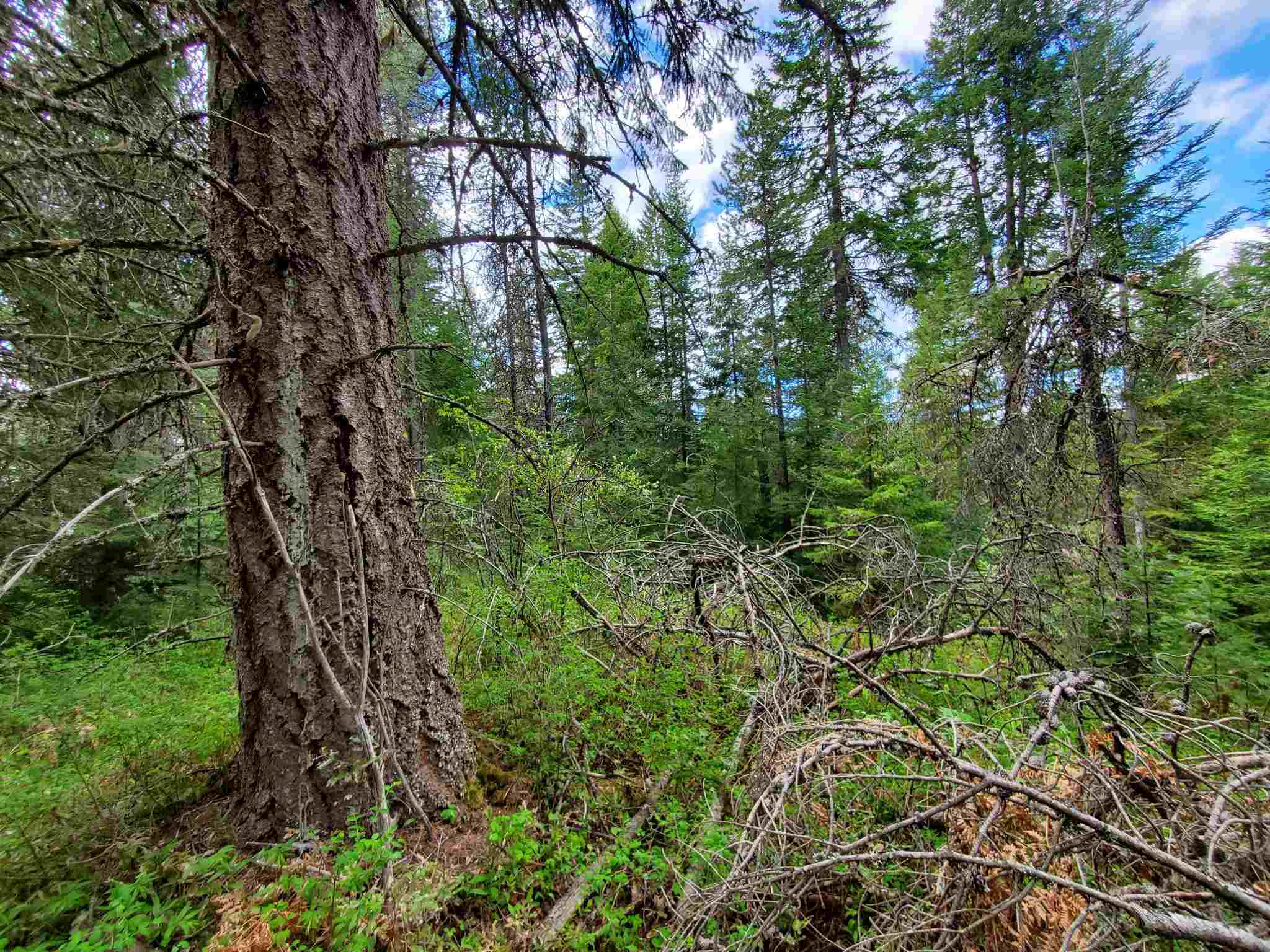 Nkn Beaver Valley Road Newport, WA 99156 - Photo 19 of 24 Gallery Image 19