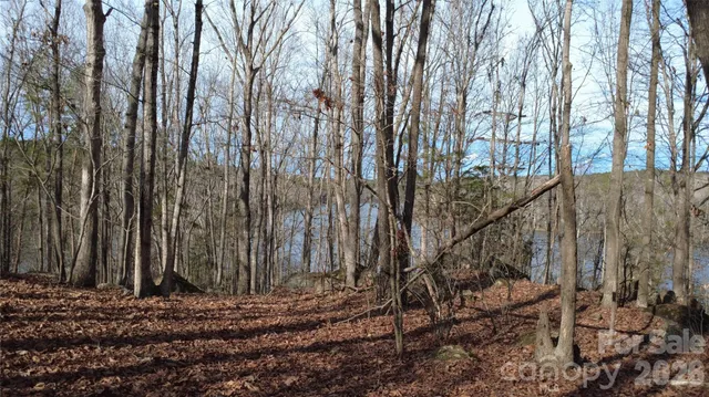 a view of a forest with trees in the background
