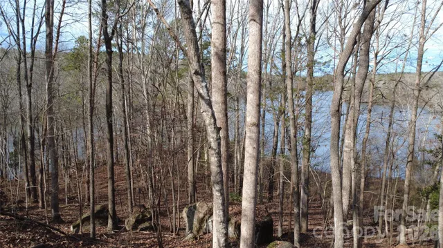 a view of a yard with plants and large trees