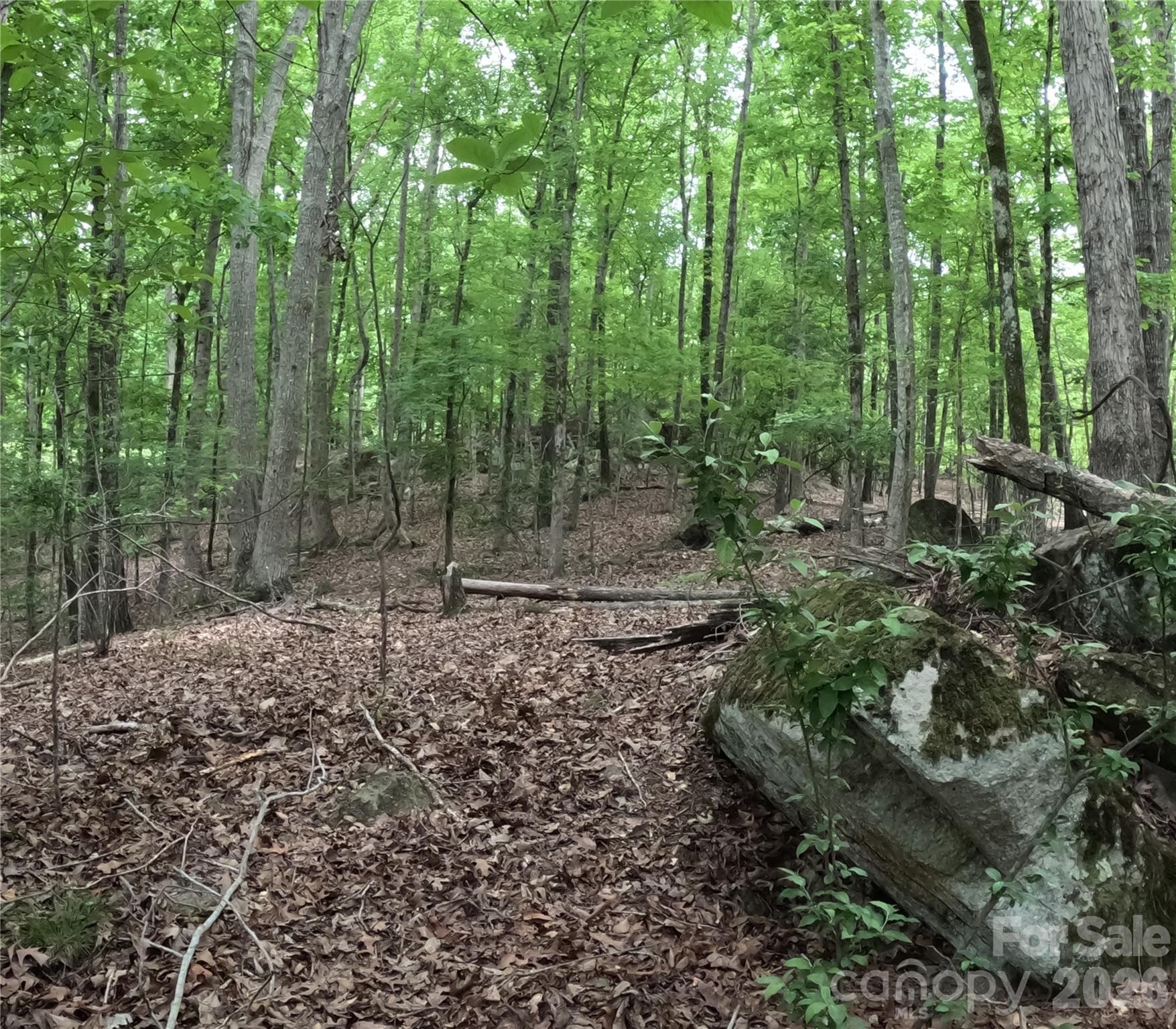 3111 Catawba Road Great Falls, SC 29055 - Photo 15 of 17 a view of a forest with trees in the background