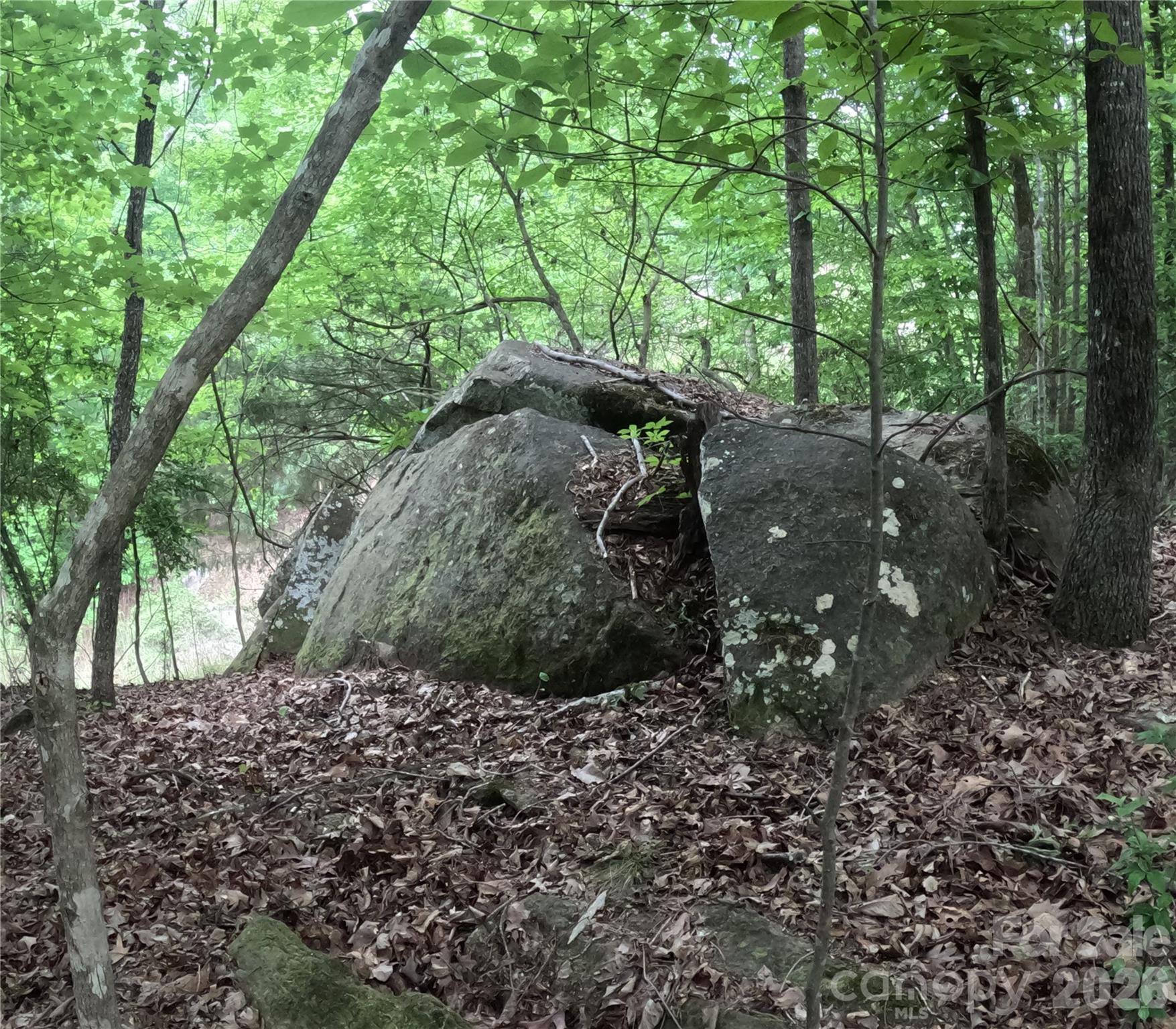 3111 Catawba Road Great Falls, SC 29055 - Photo 17 of 17 a view of a yard with plants and large trees