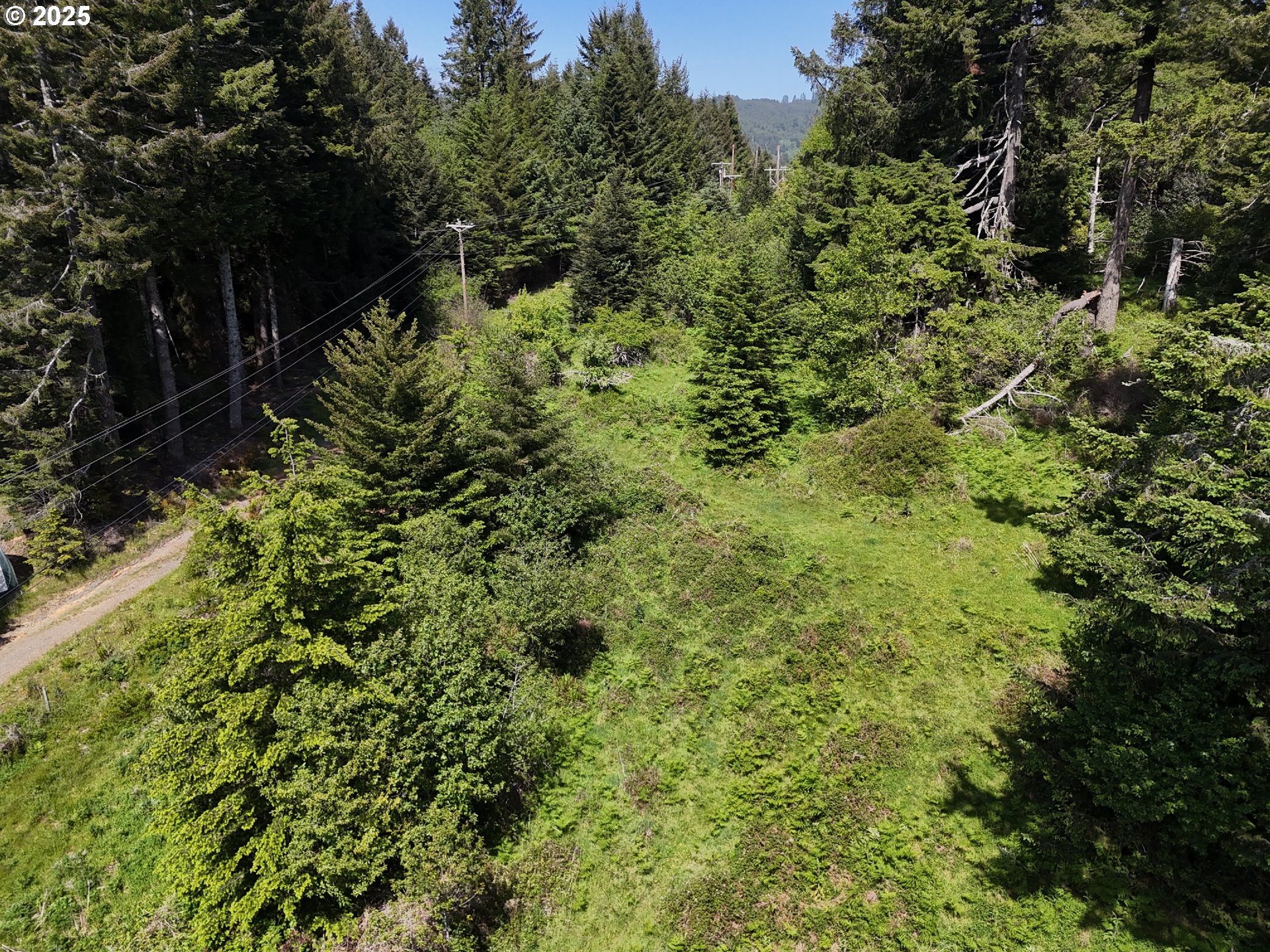 20452 Whaleshead Road Brookings, OR 97415 - Photo 23 of 40 a view of a lush green forest with large trees
