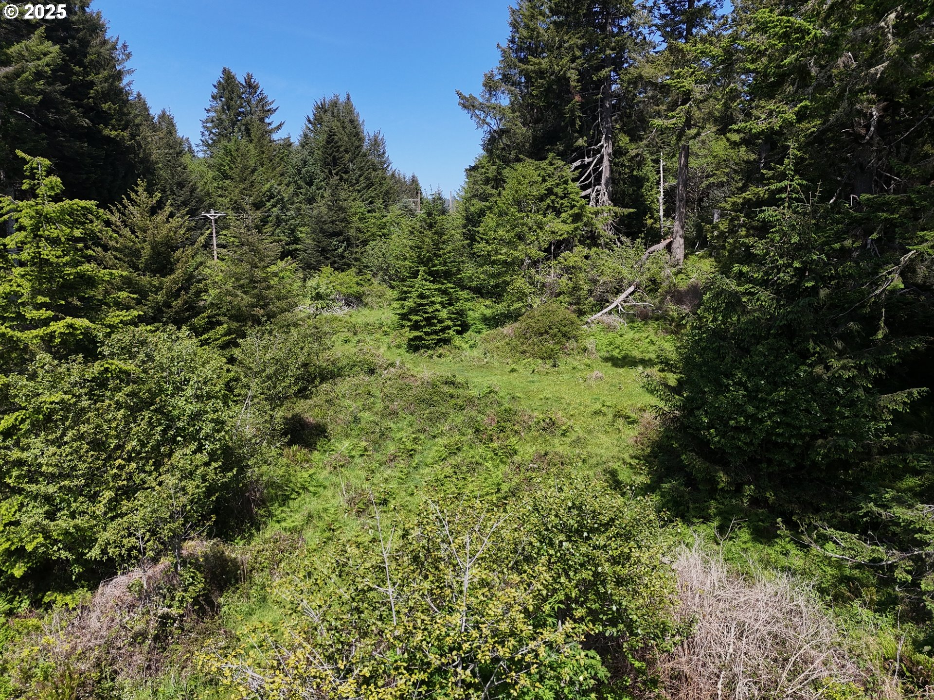 20452 Whaleshead Road Brookings, OR 97415 - Photo 25 of 40 a view of a lush green forest with lawn chairs