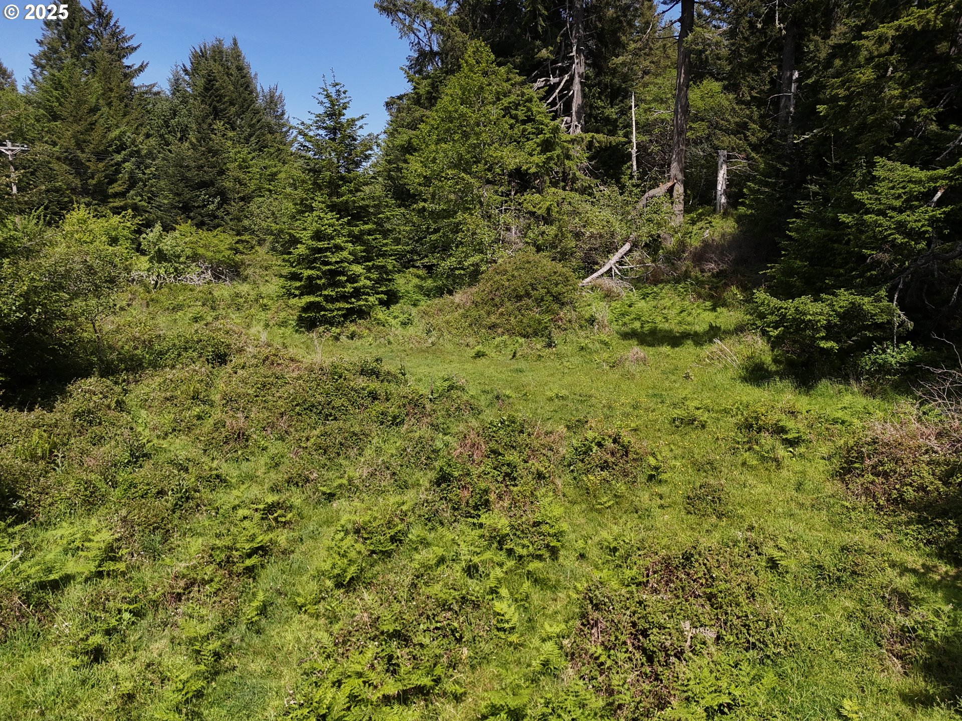 20452 Whaleshead Road Brookings, OR 97415 - Photo 26 of 40 a view of a lush green forest